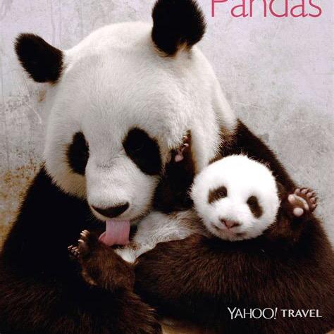 熊猫团子🐼
