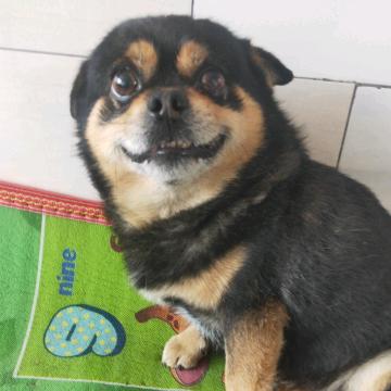 佟二黑