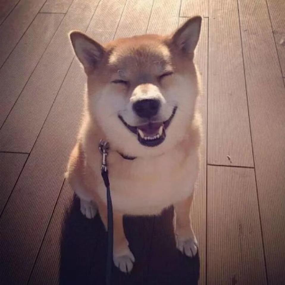 鱼七嗎