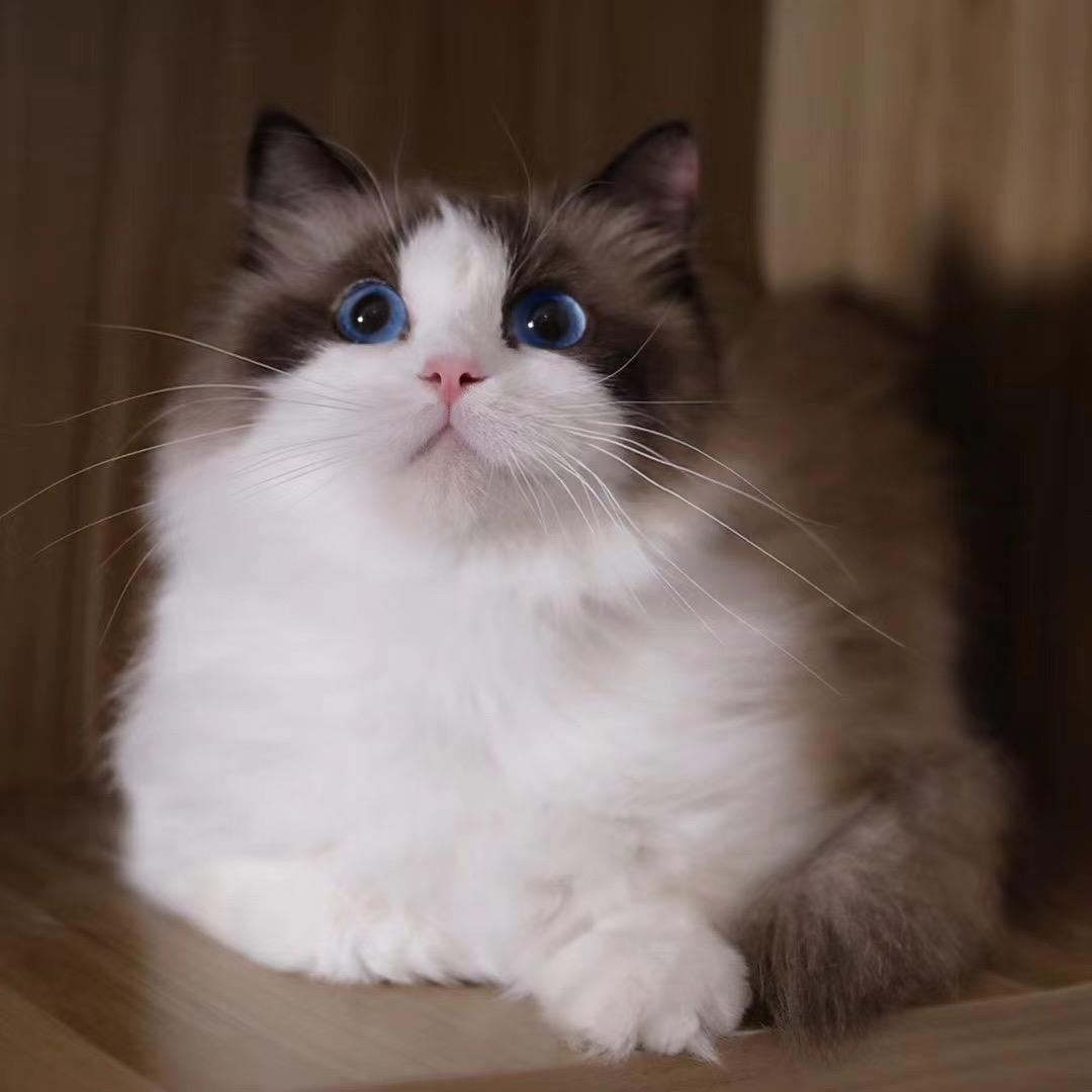 深圳布偶猫全系