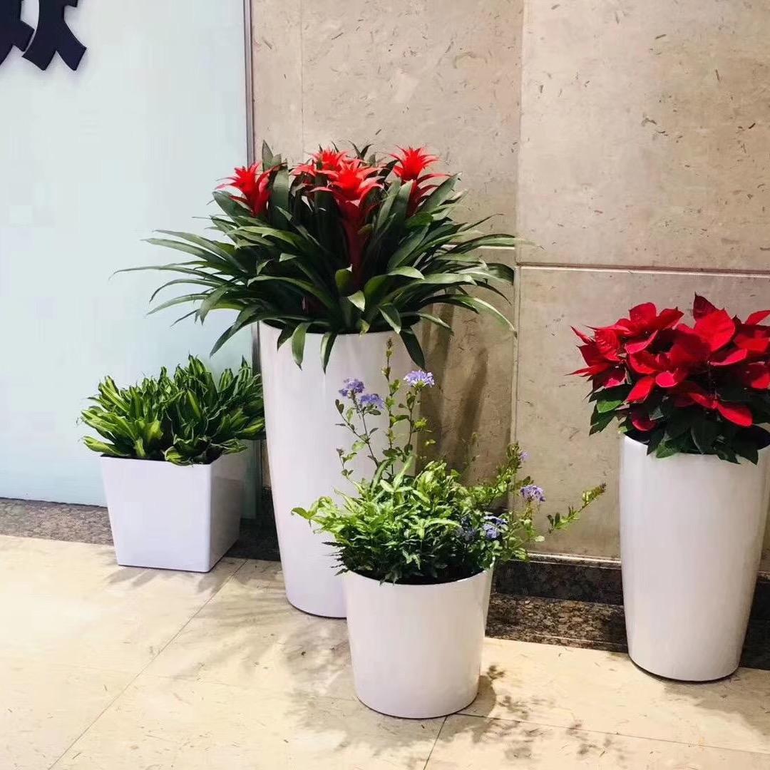 绿植租摆-怡景风尚