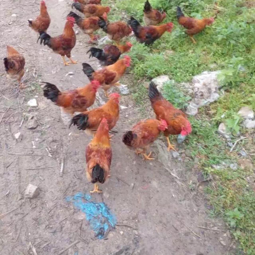 一部手机从早玩到黑