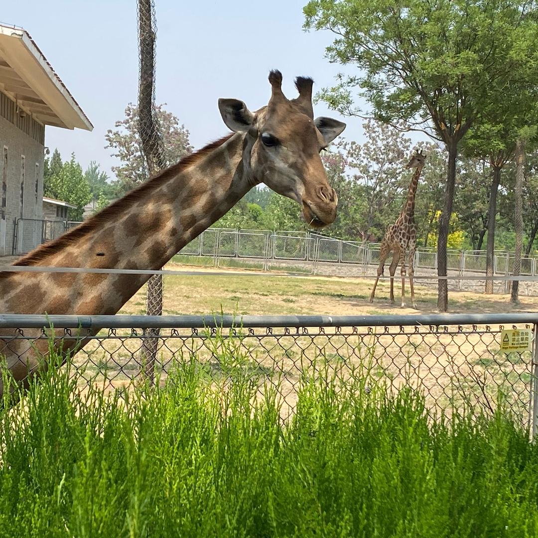 芝士鸡肉帕尼尼🍟