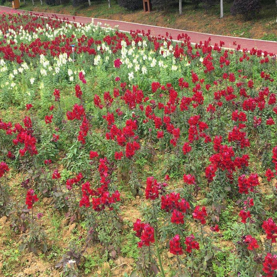 豆面条&鸭血粉丝&白马镇