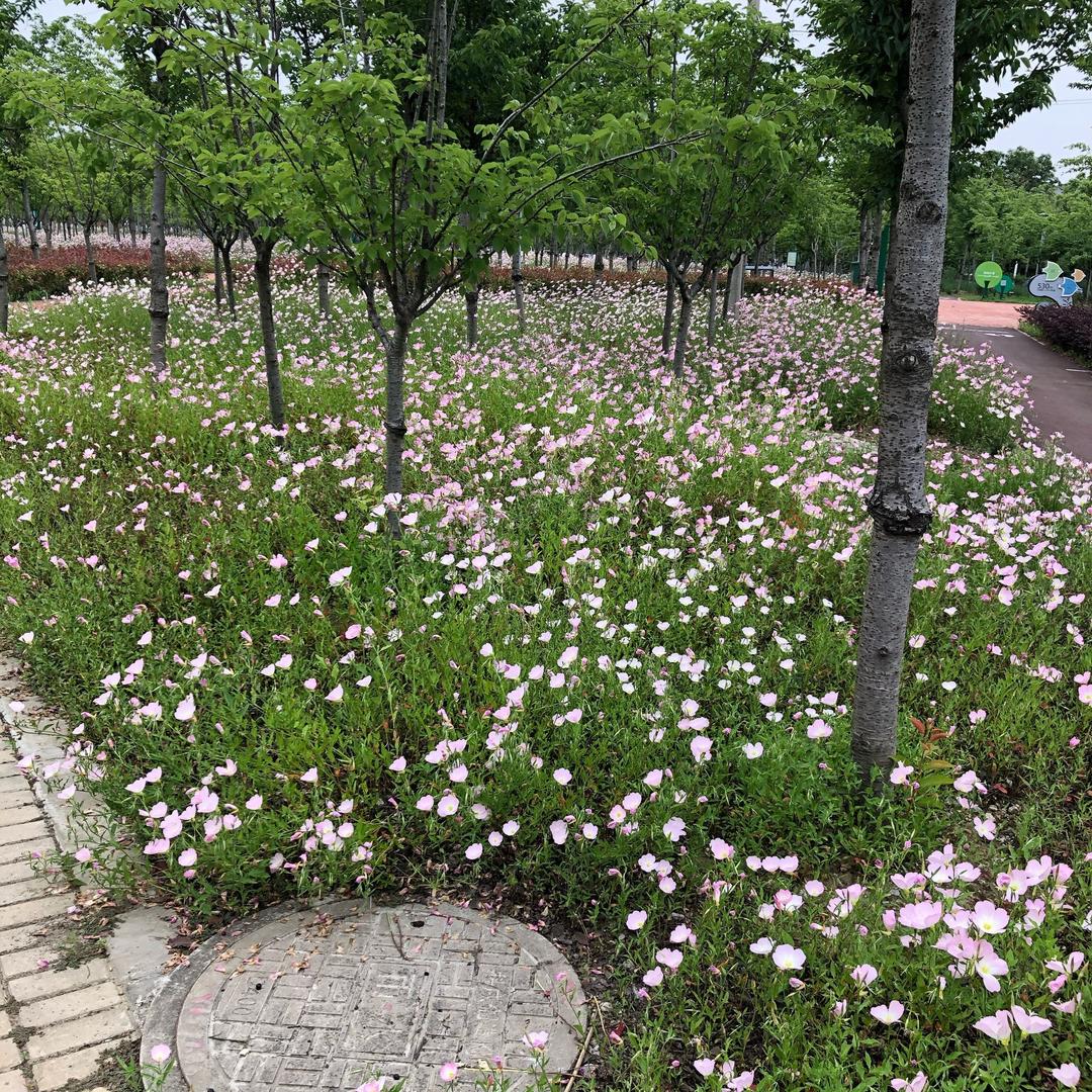 我本将心向明月奈何明月照 照沟渠