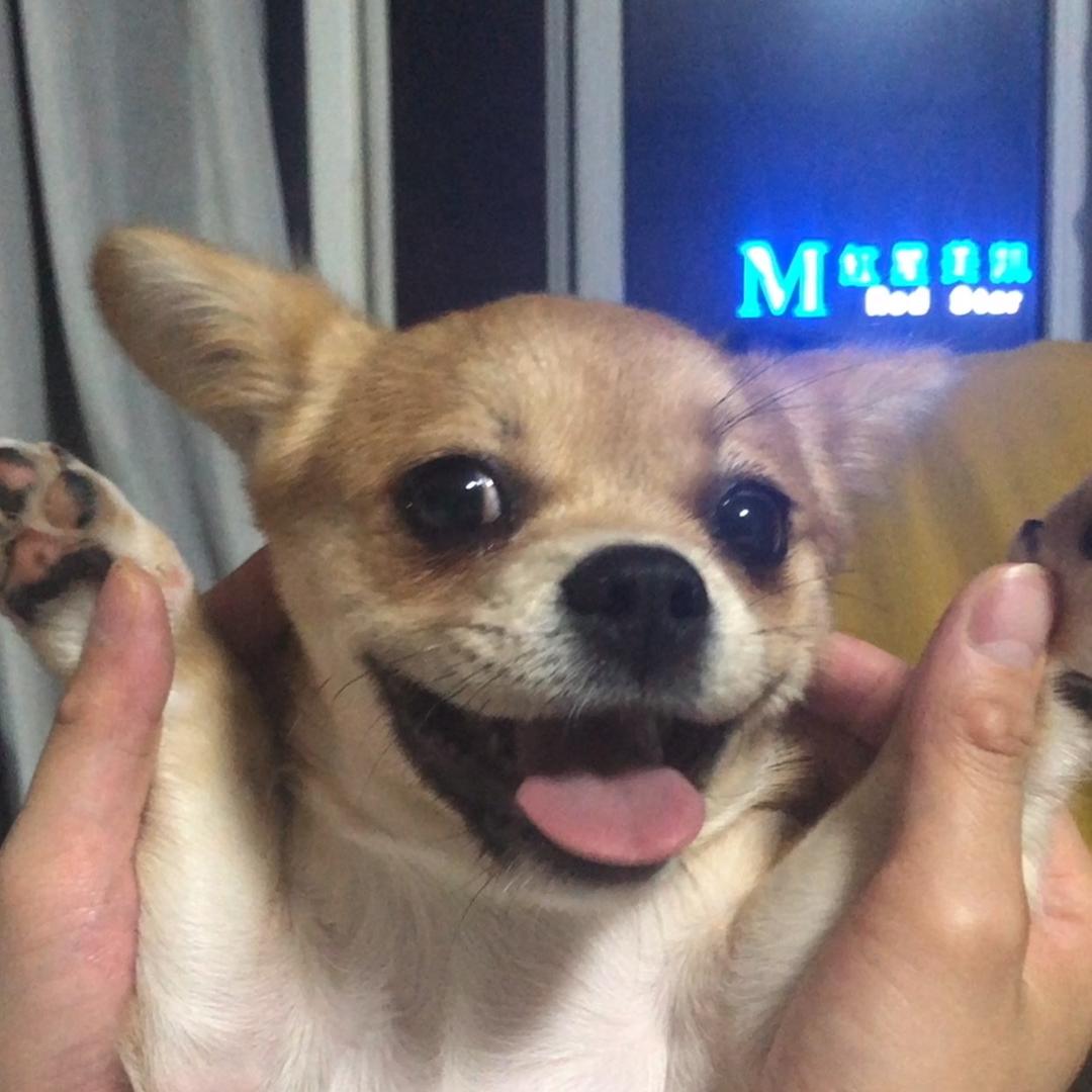 最萌小土狗❤️拉克一❤️嗨皮