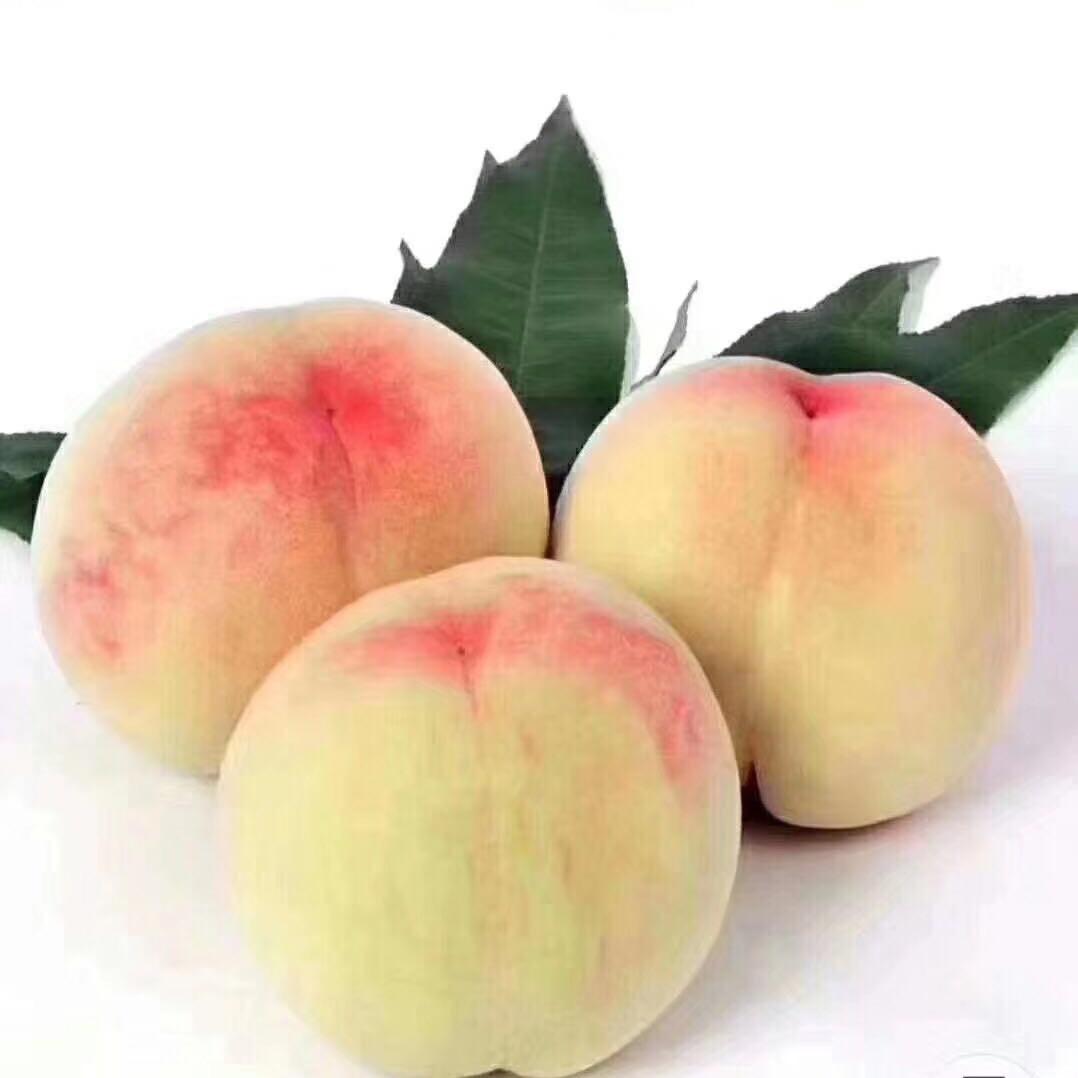 錶哥
