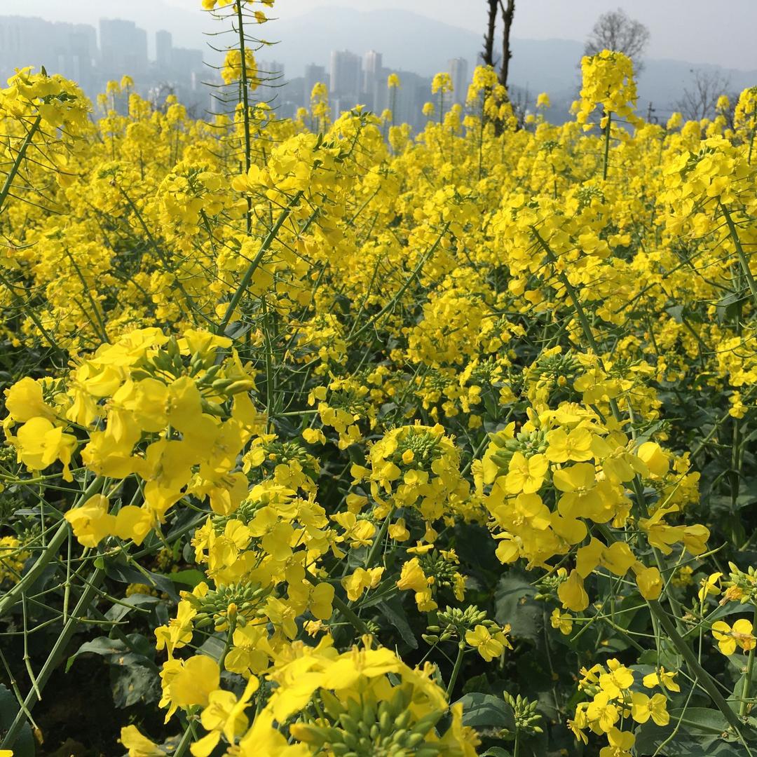 玲
