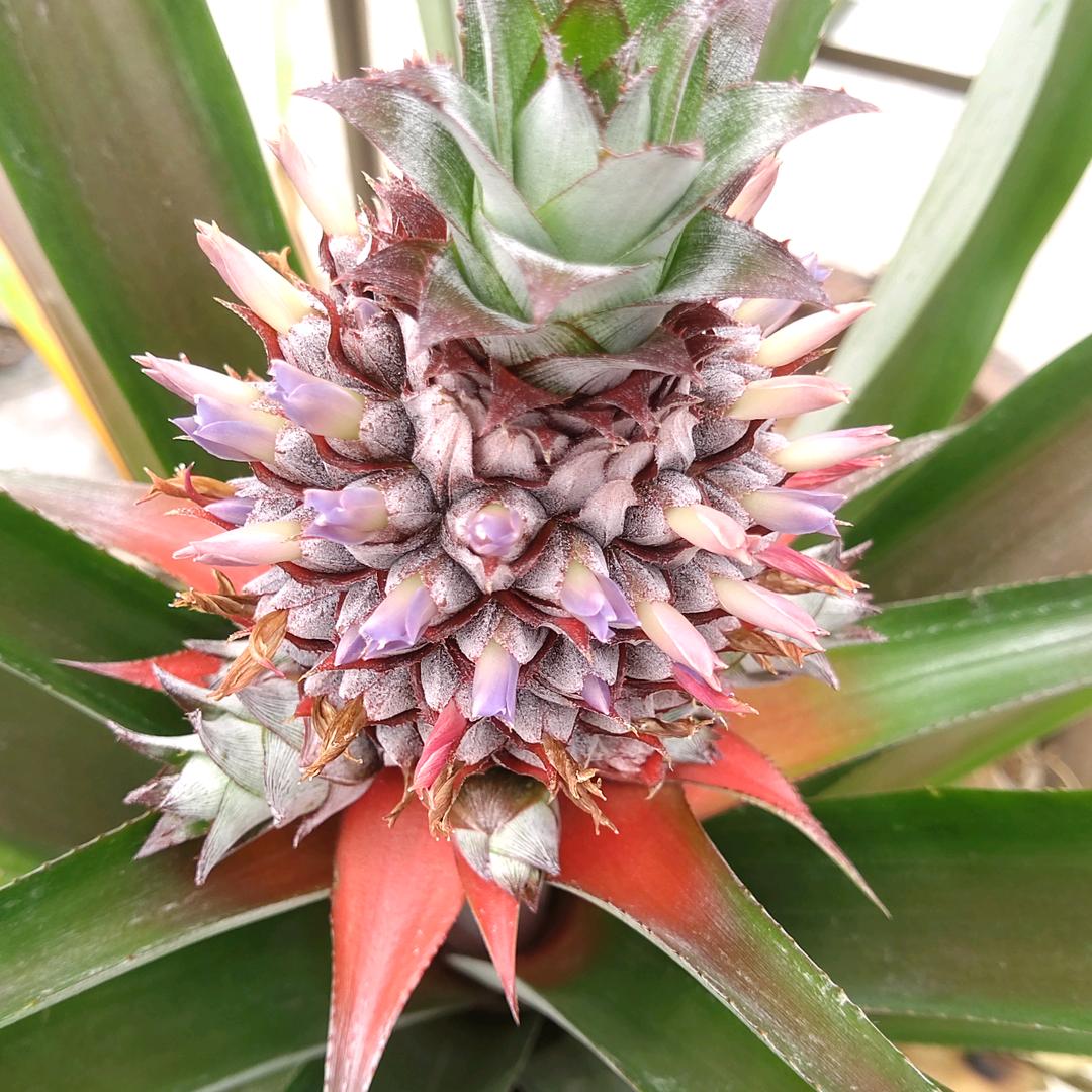 ZZM《吻得太逼真》