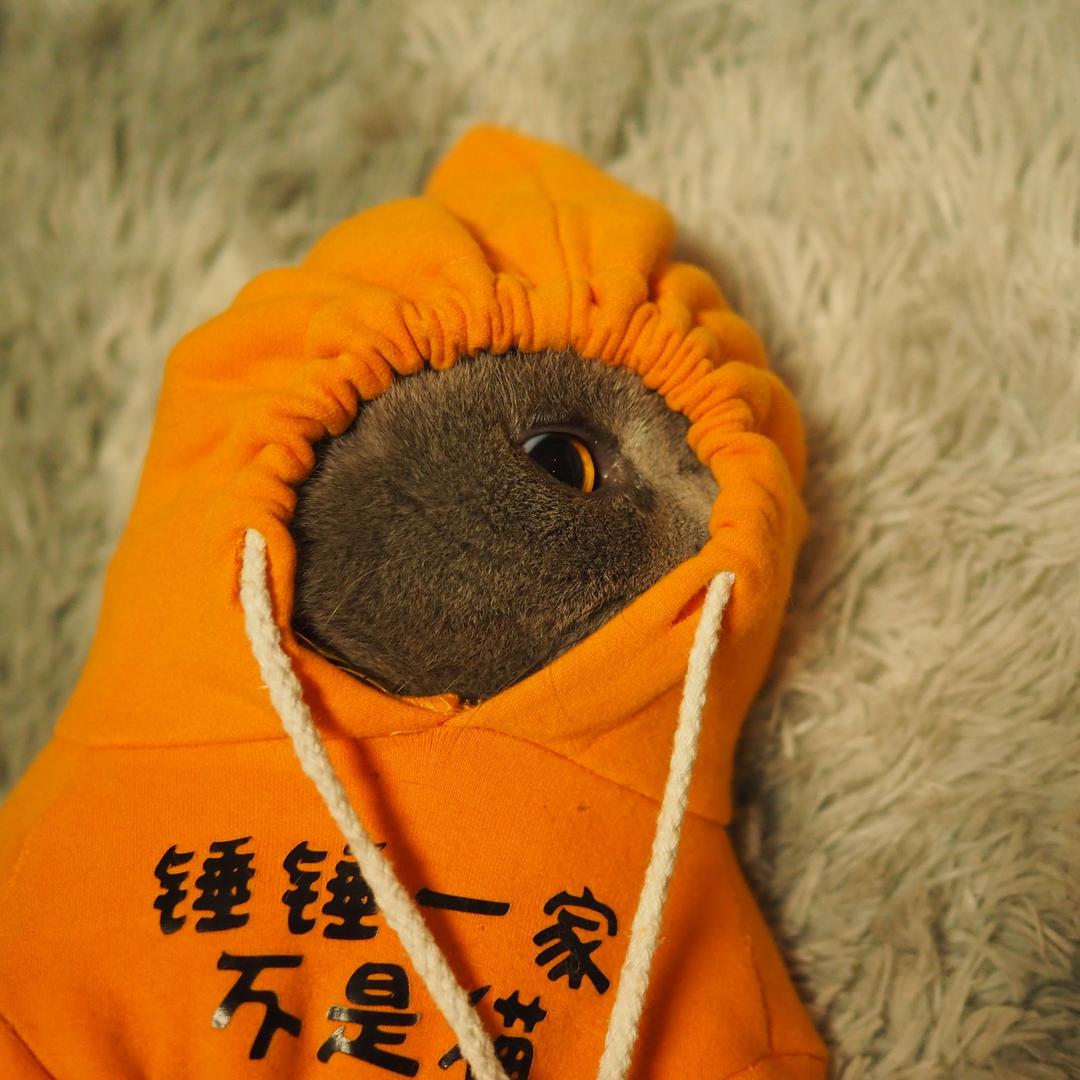 锤锤一家不是猫