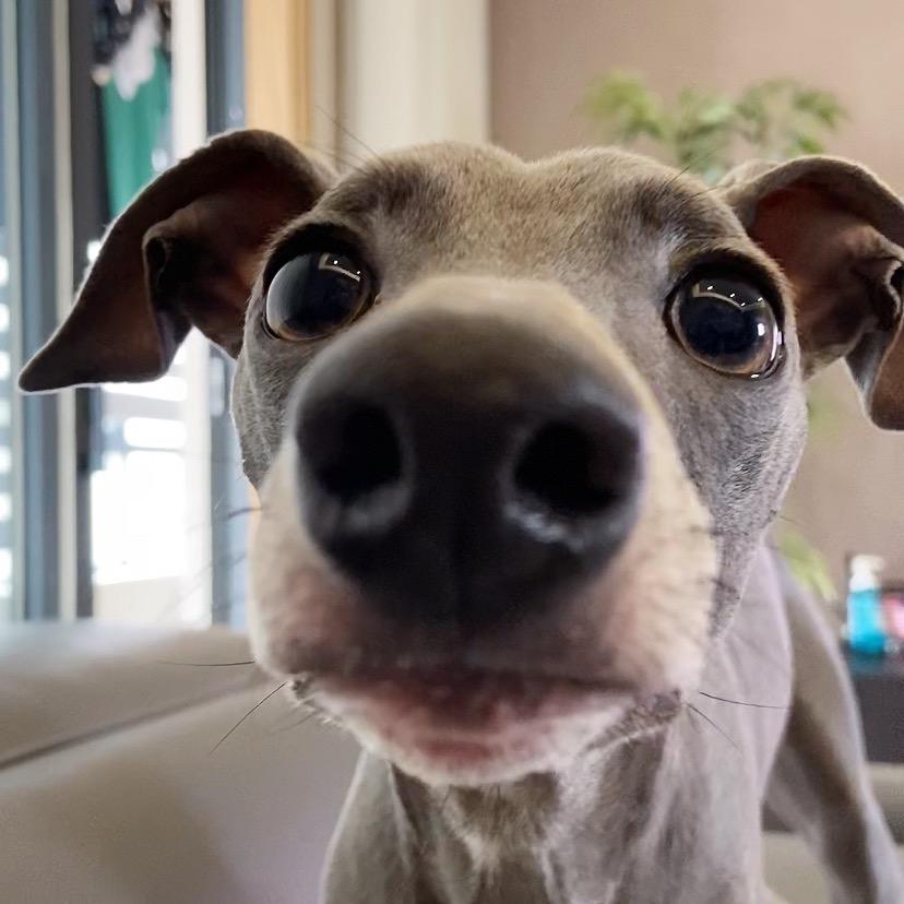 钻衣怪兽🐶奥利奥小饼干