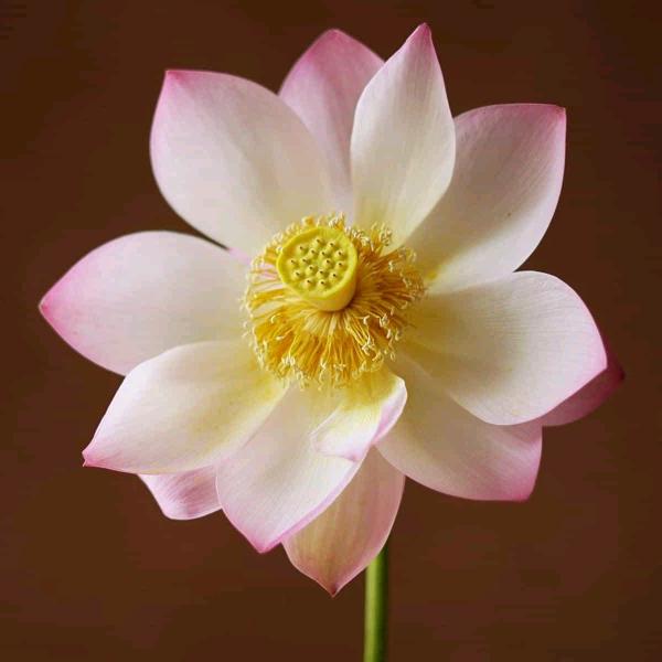 用户1727117606282杨艳玲