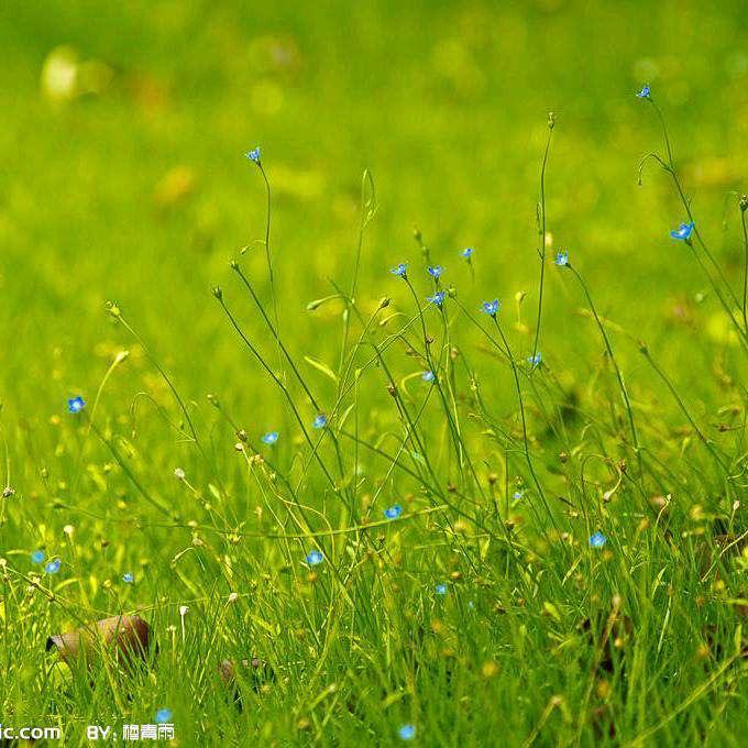 八月染初叶秋凉