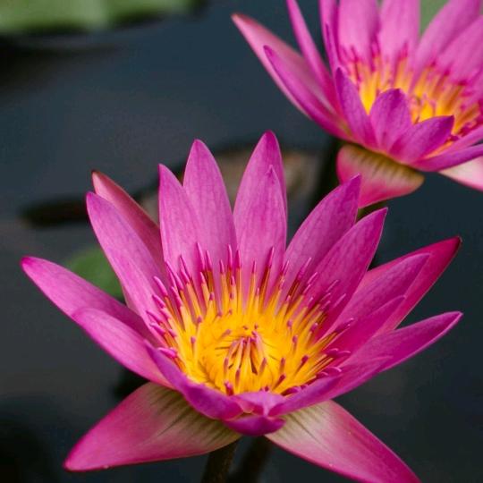 蒲公✨ 英✨不语