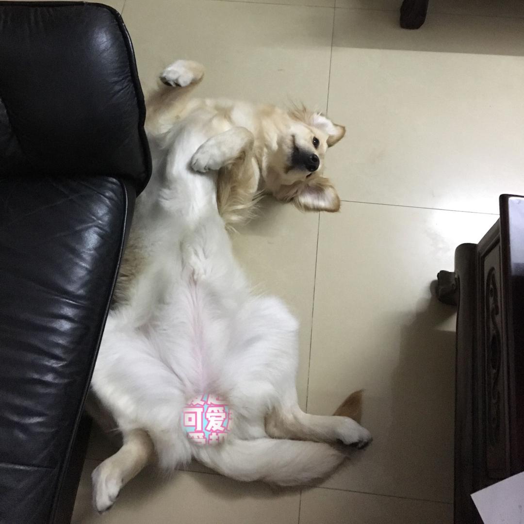 Chen音音