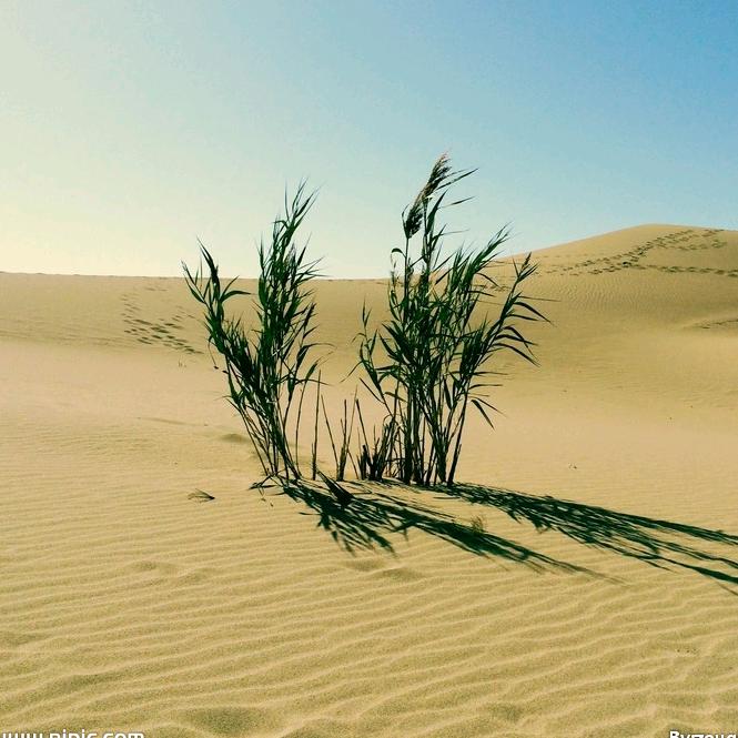 沙漠绿洲