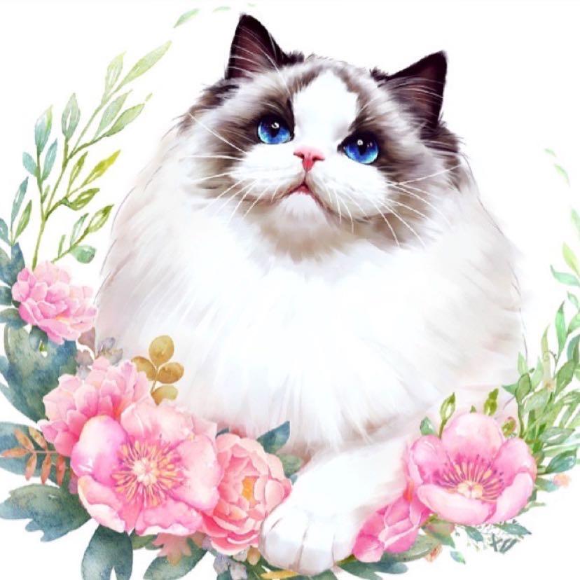 林小猫