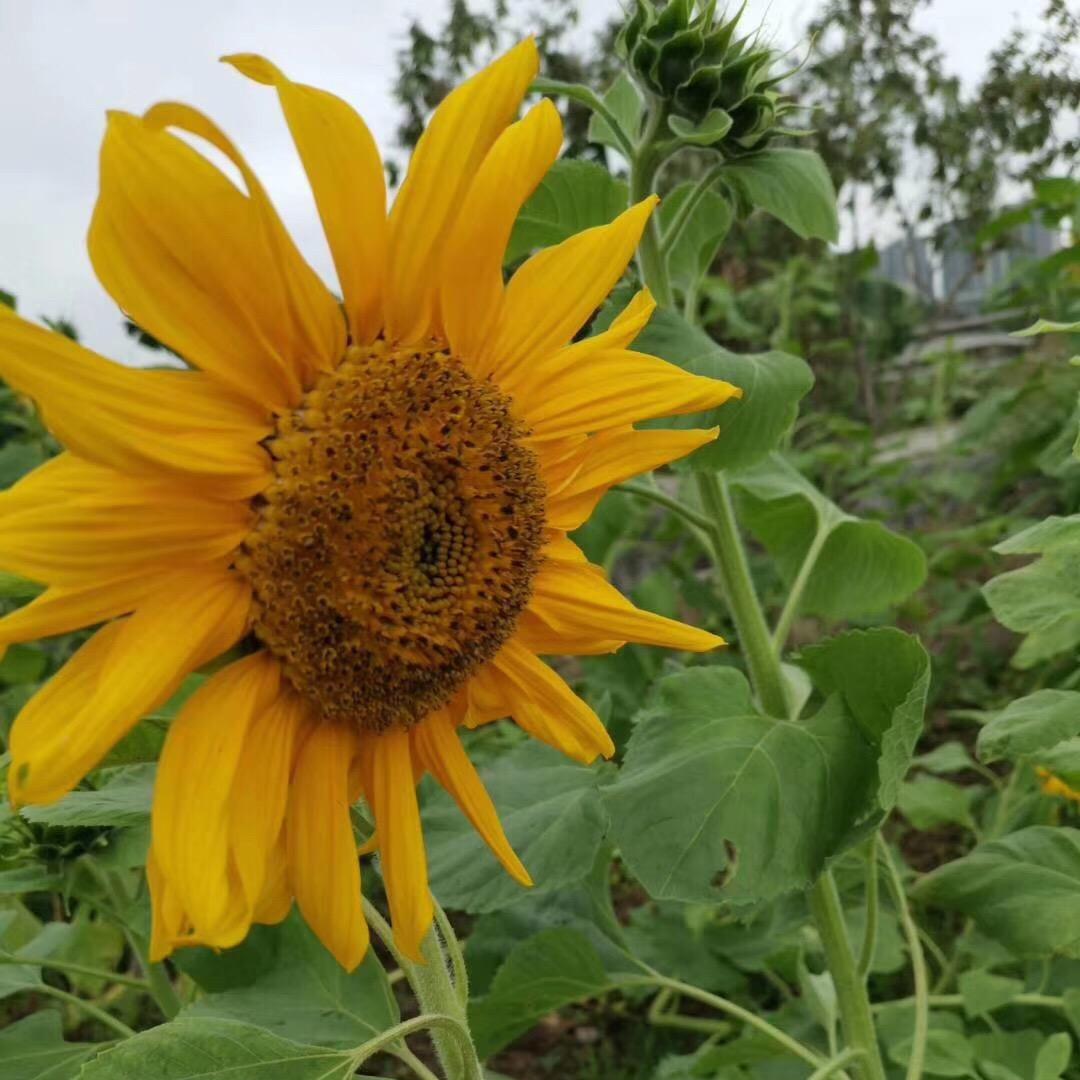 逢姐姐（禾地堂东莞烧鹅）