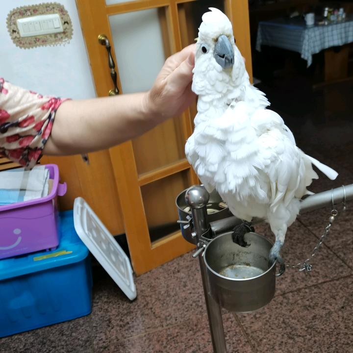 鹦鹉宾丽鹦鹉二哥