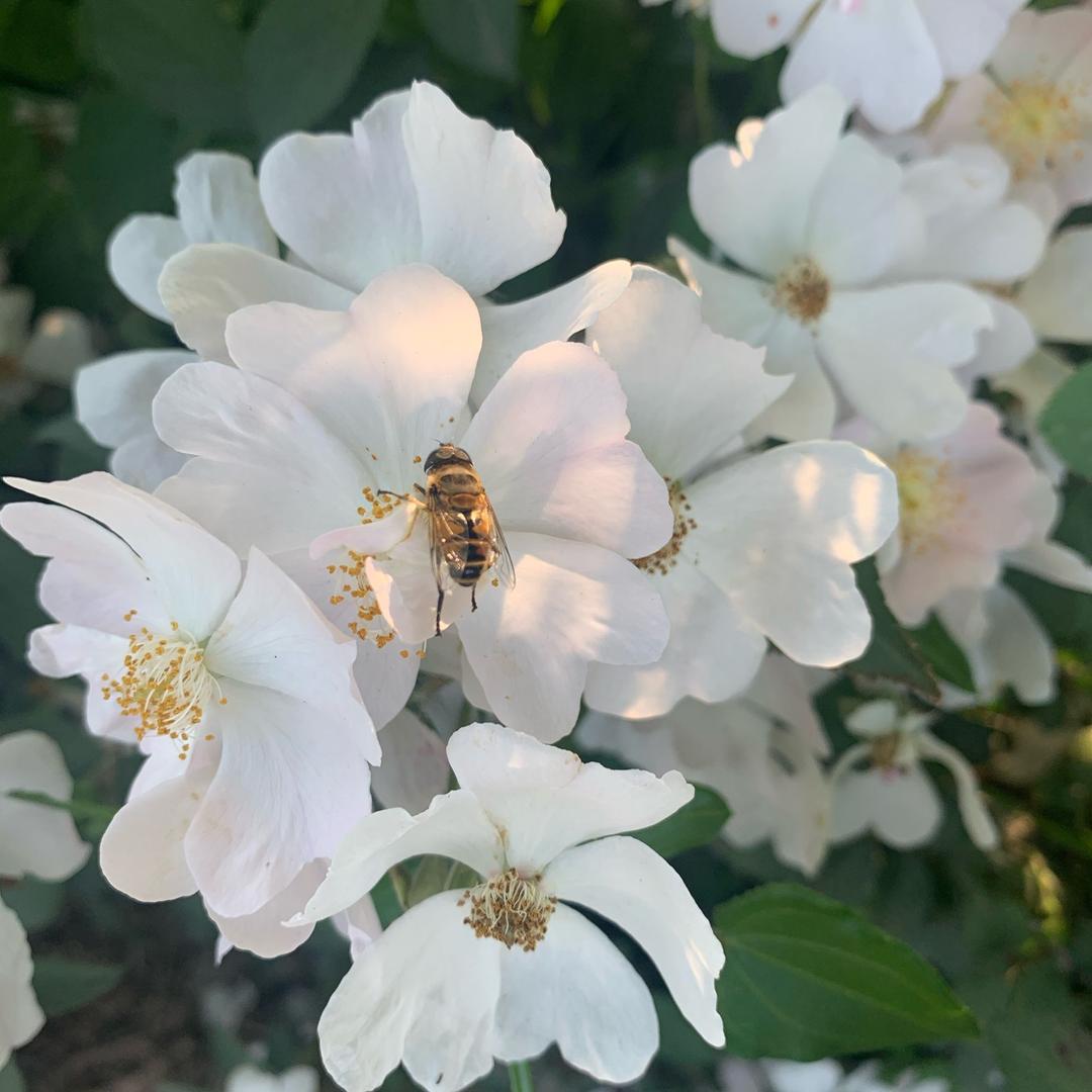 彩虹皮皮虾
