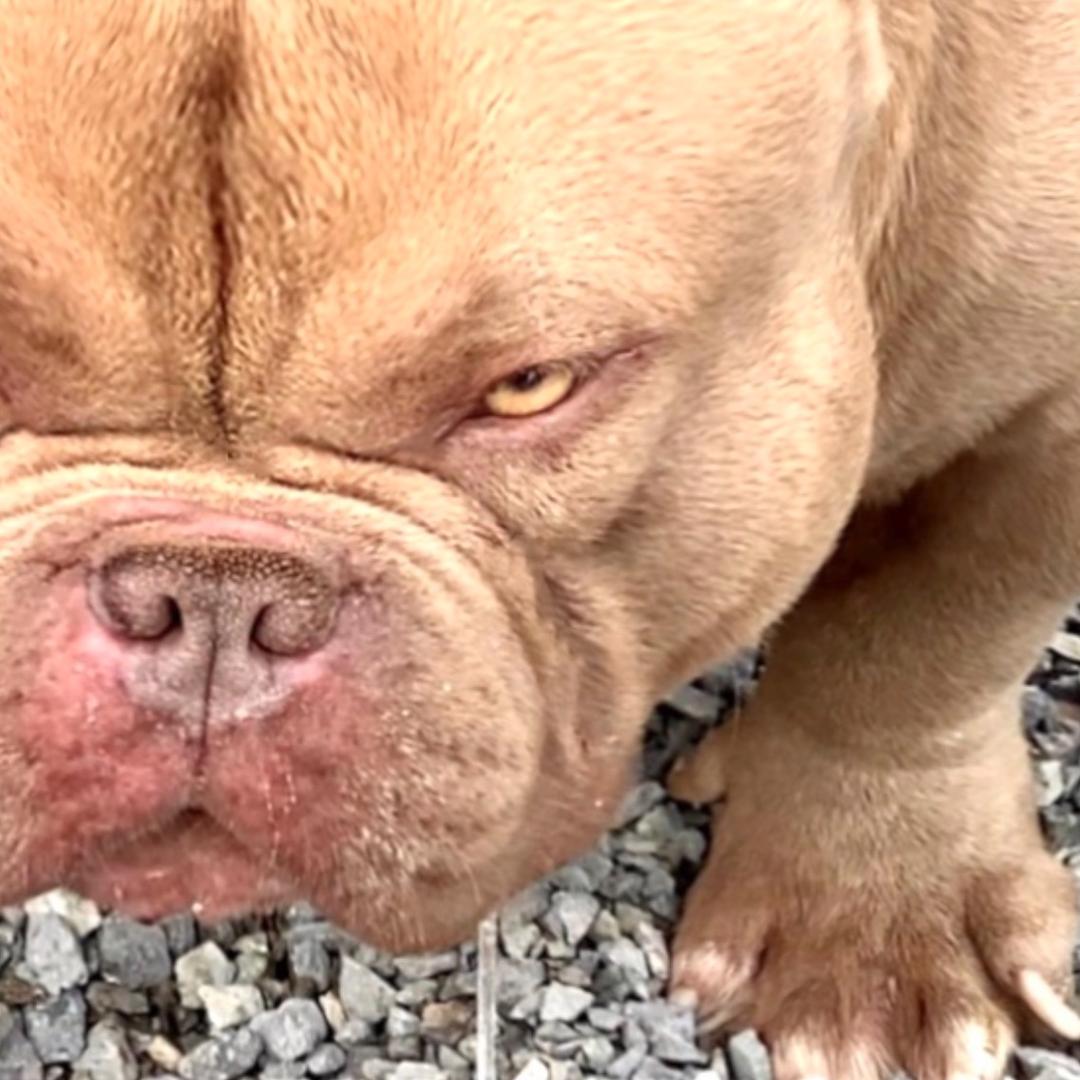 烈火恶霸犬