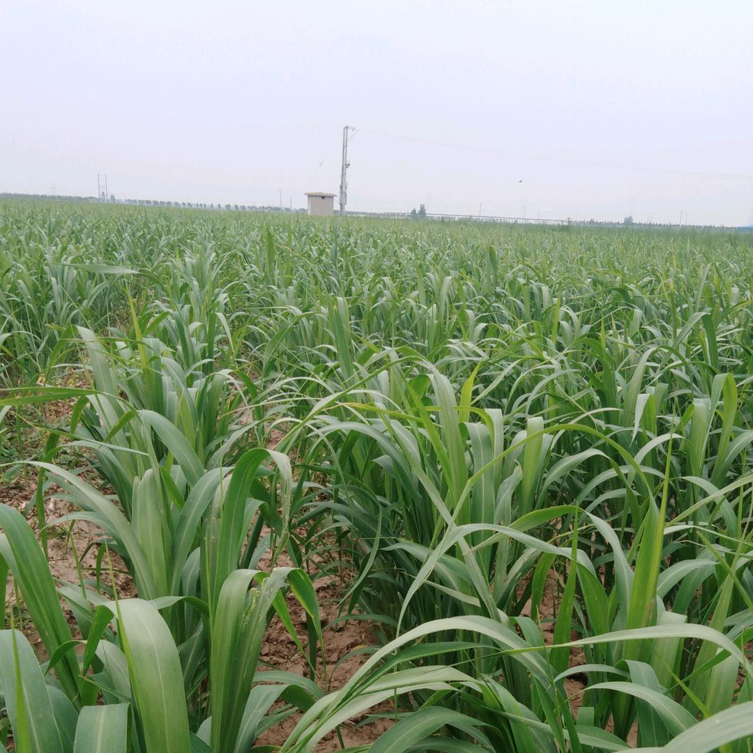 用户6535963112546五谷丰登