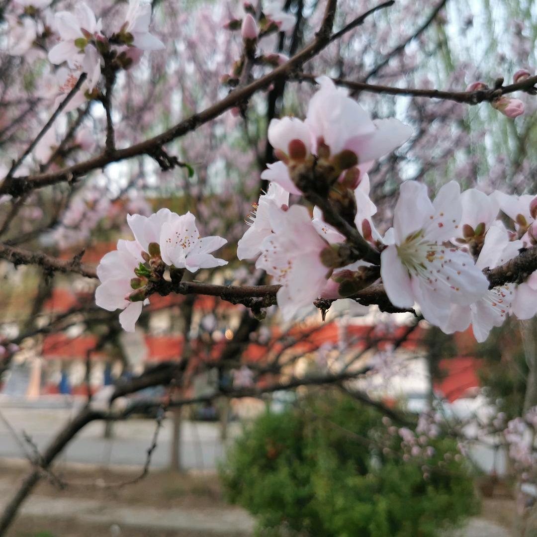 四高🌸凌云光影🌸