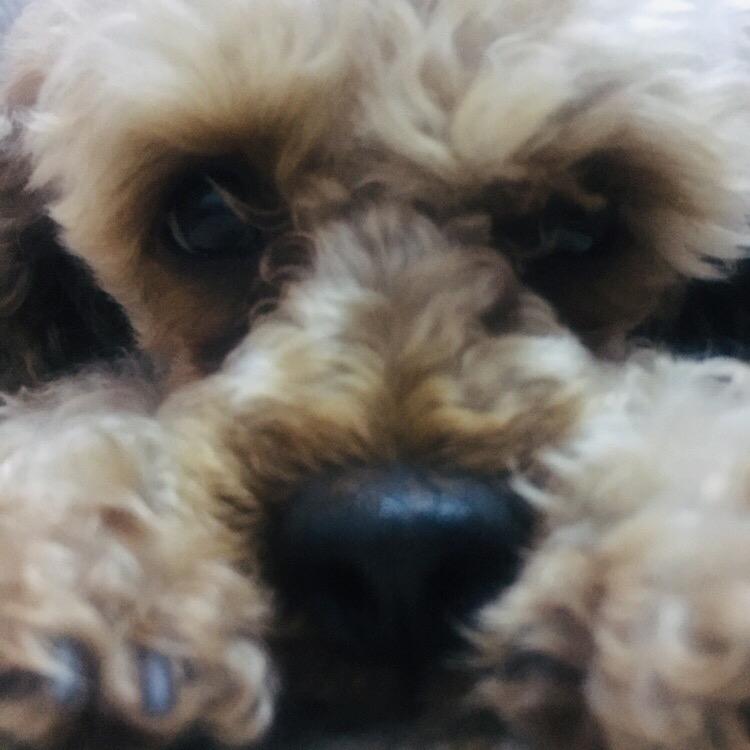 卷儿姑娘ᠨᠣᠮᠢᠨ