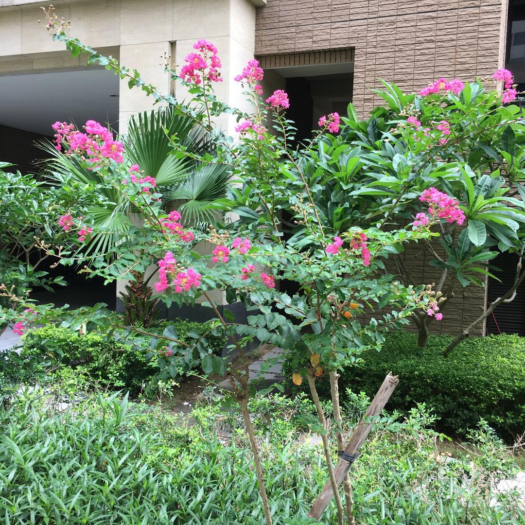 吴川小梁