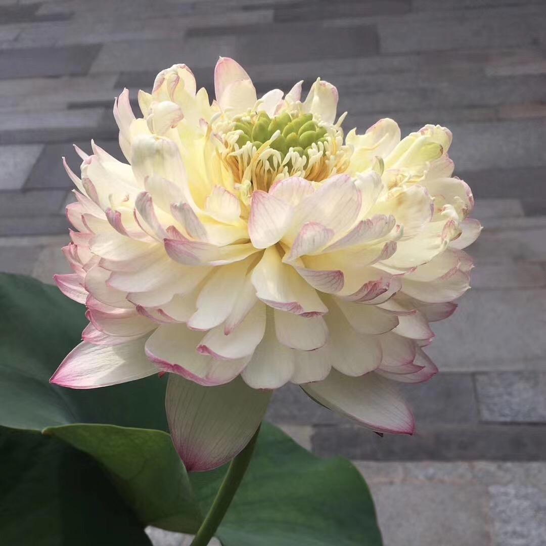 🌺 花仙子🌸