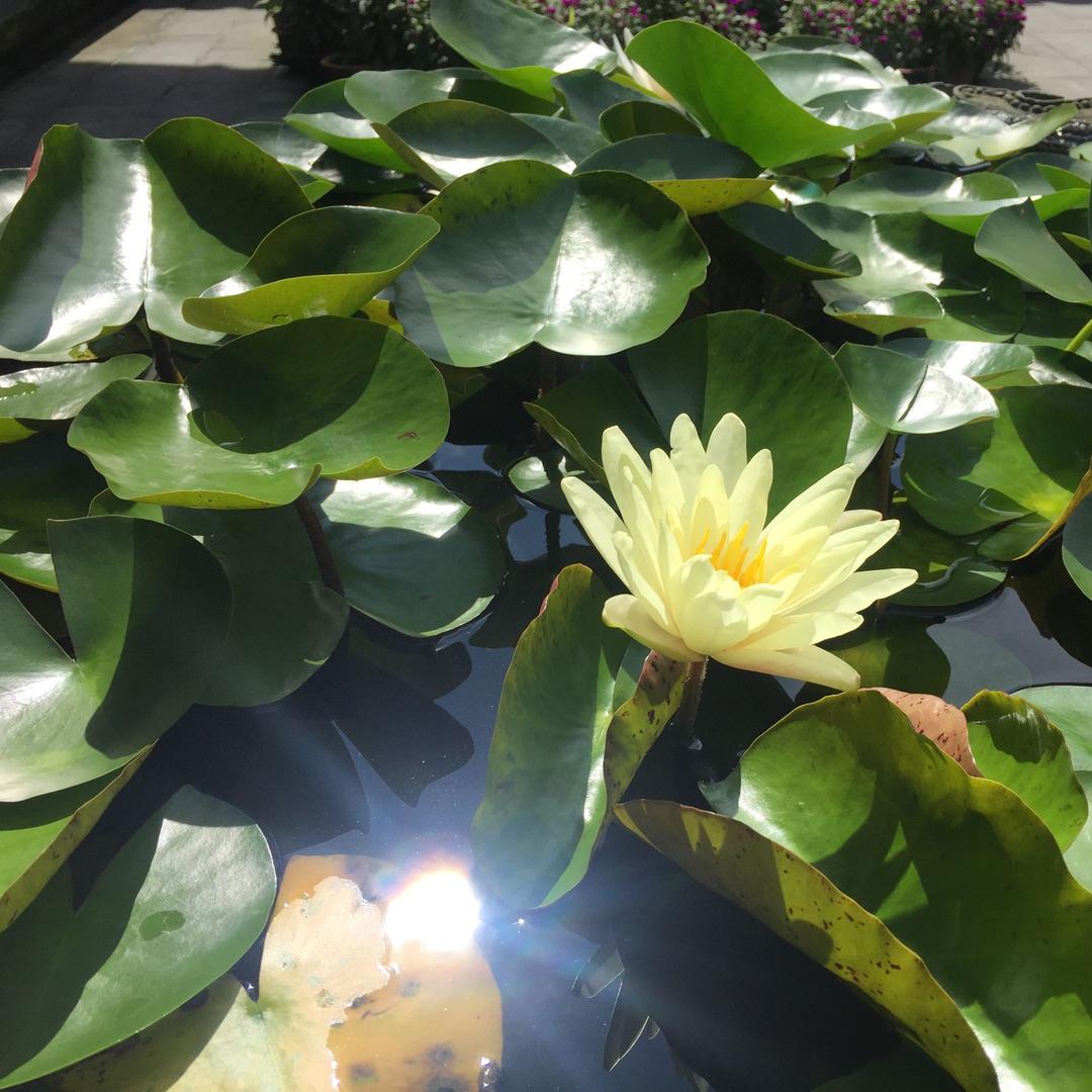 七月