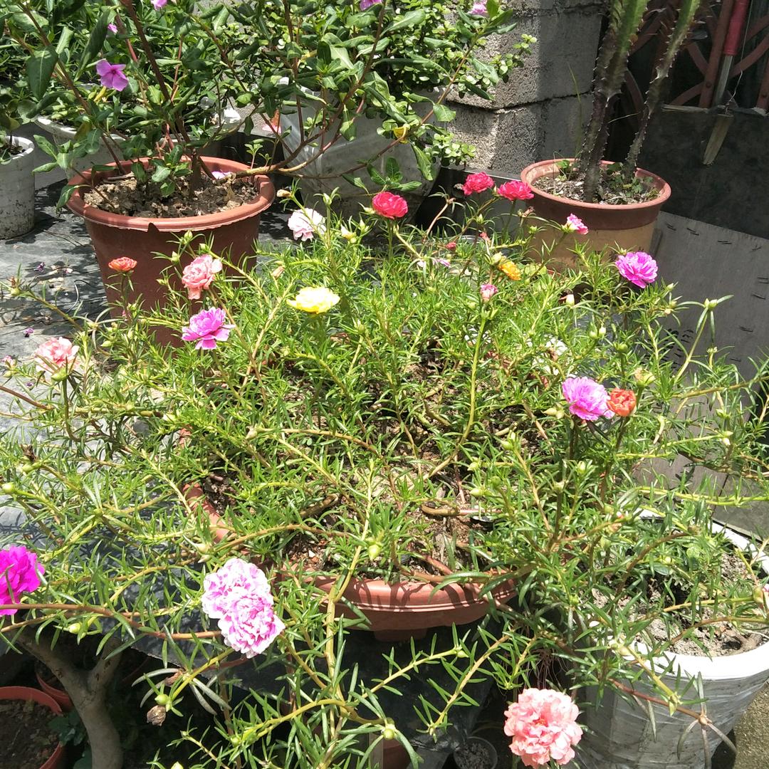 ꧁丫头꧂