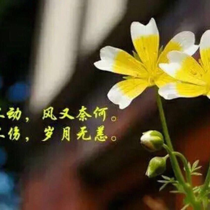 琼芳疏影