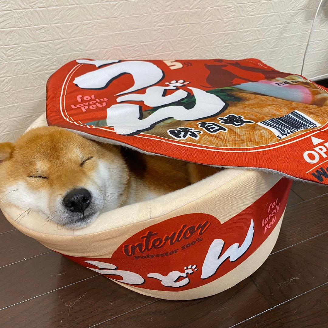 闪闪和闪闪
