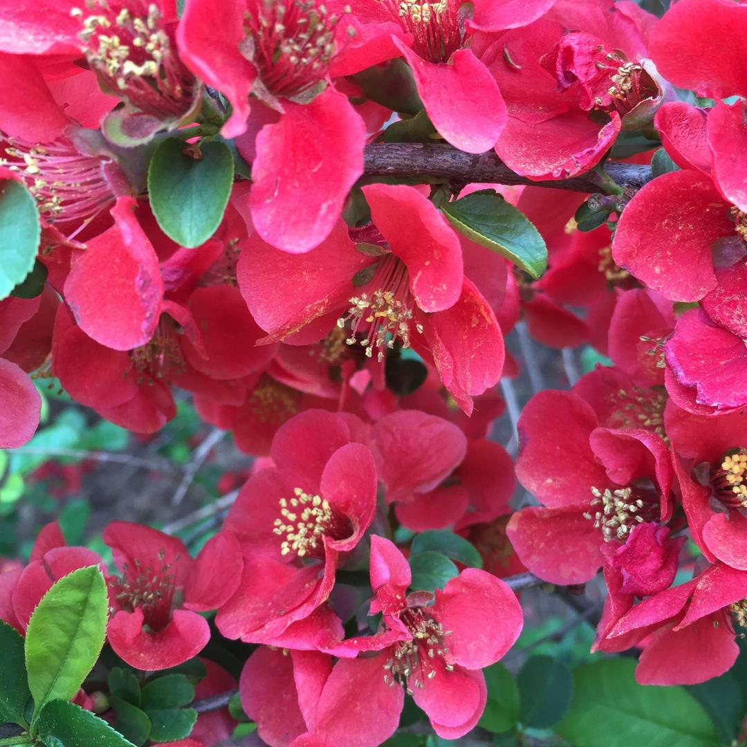 🍒茉莉花🍒Molihua