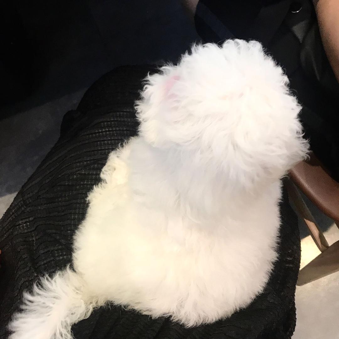 一只小肉