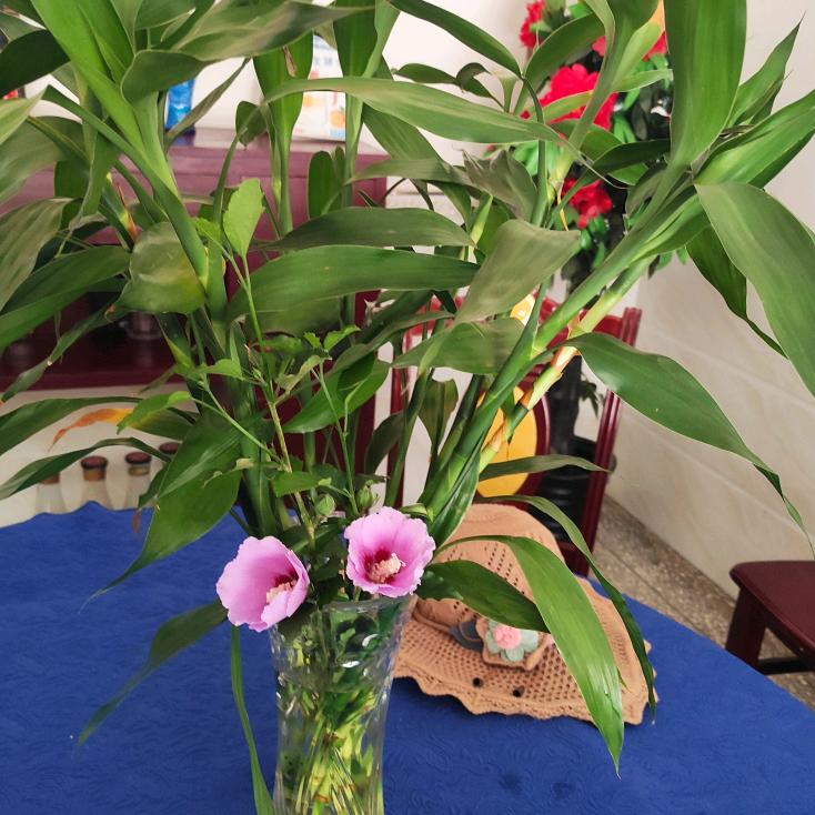 人生只若如初见