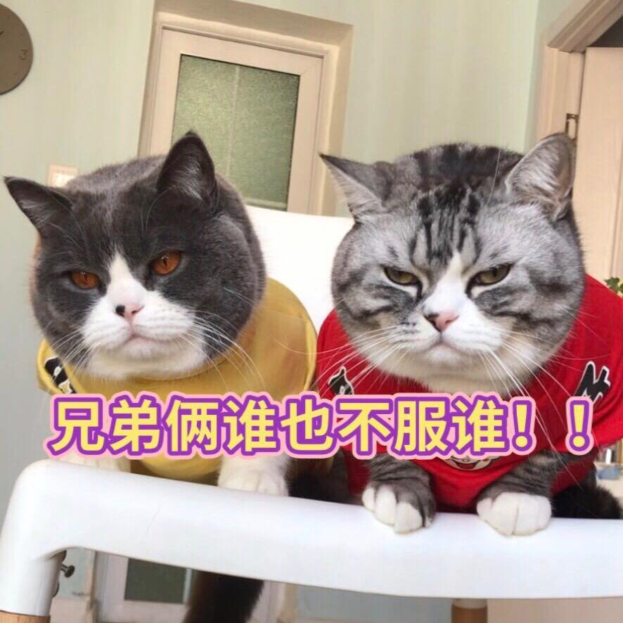 福福是一坨喵