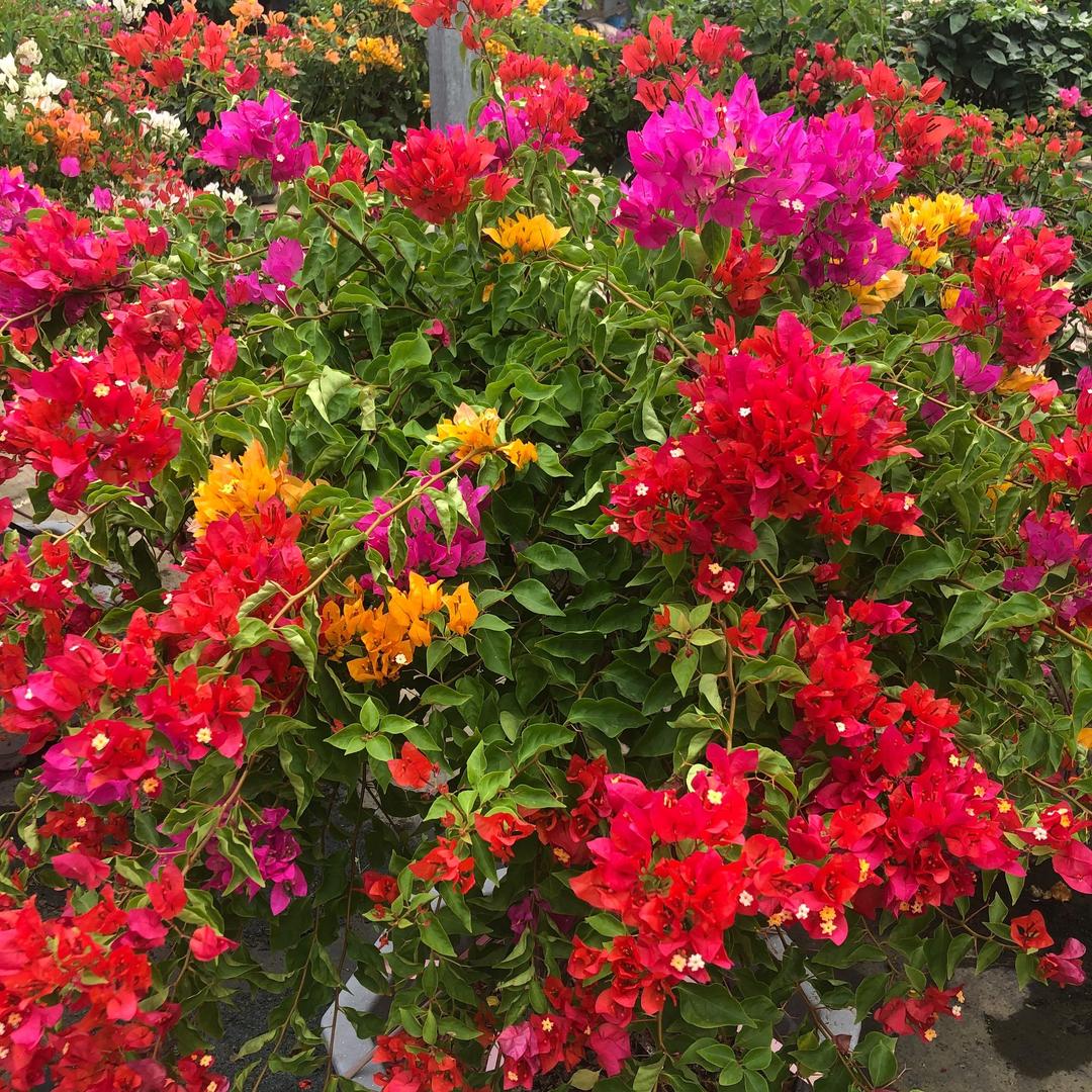马知周花卉园艺