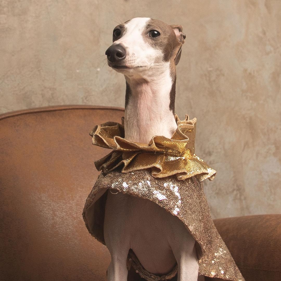 我是小灵缇布丁🍮