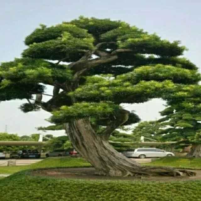 绿川艺术园艺