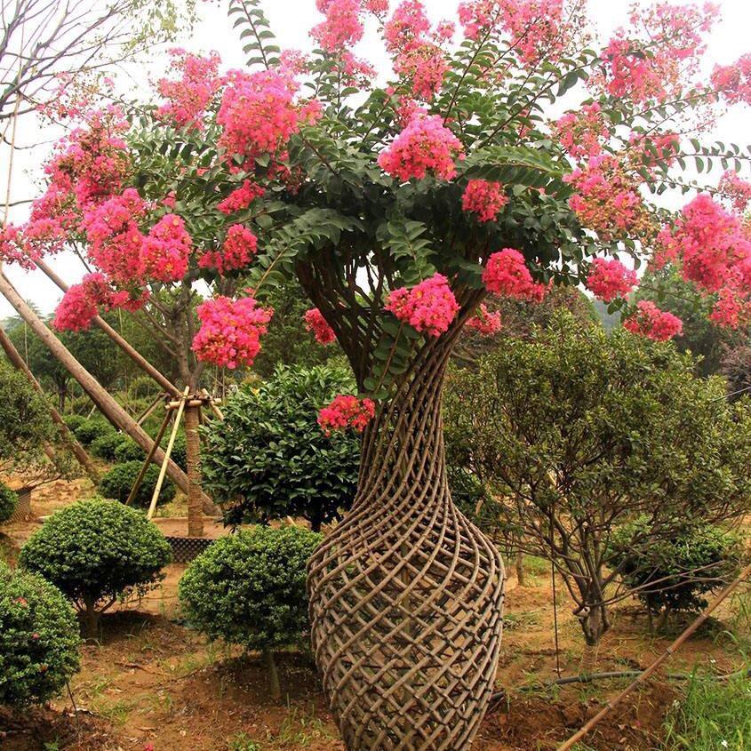 紫薇花瓶编艺造型培训基地