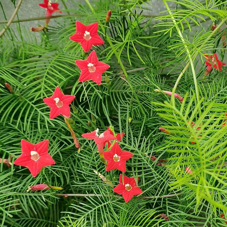 皓月星辰💫雄鹰展翅🦅