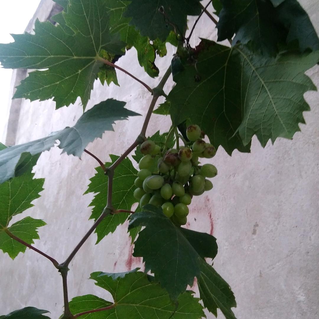 恩惠