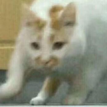 枫叶
