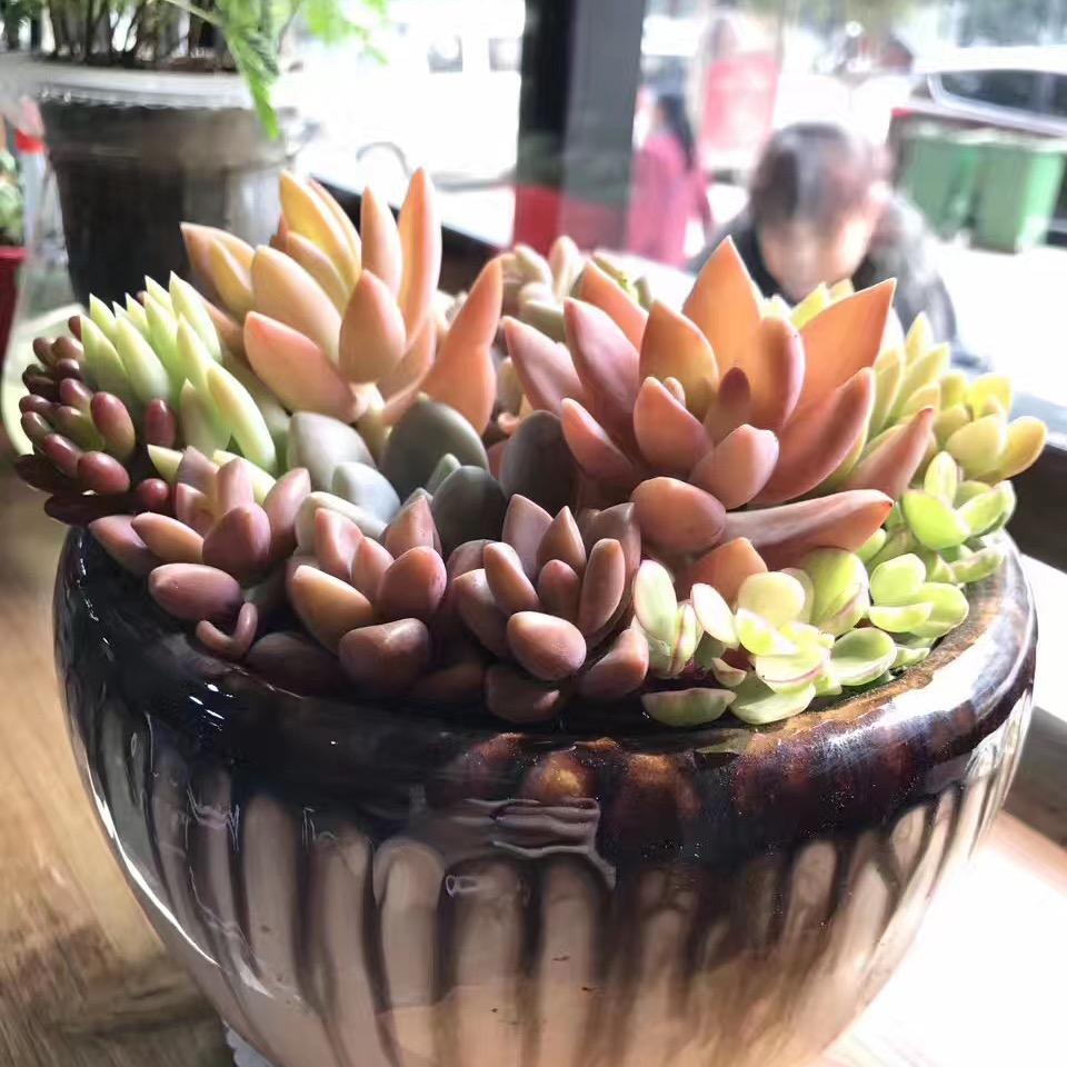 a小玉