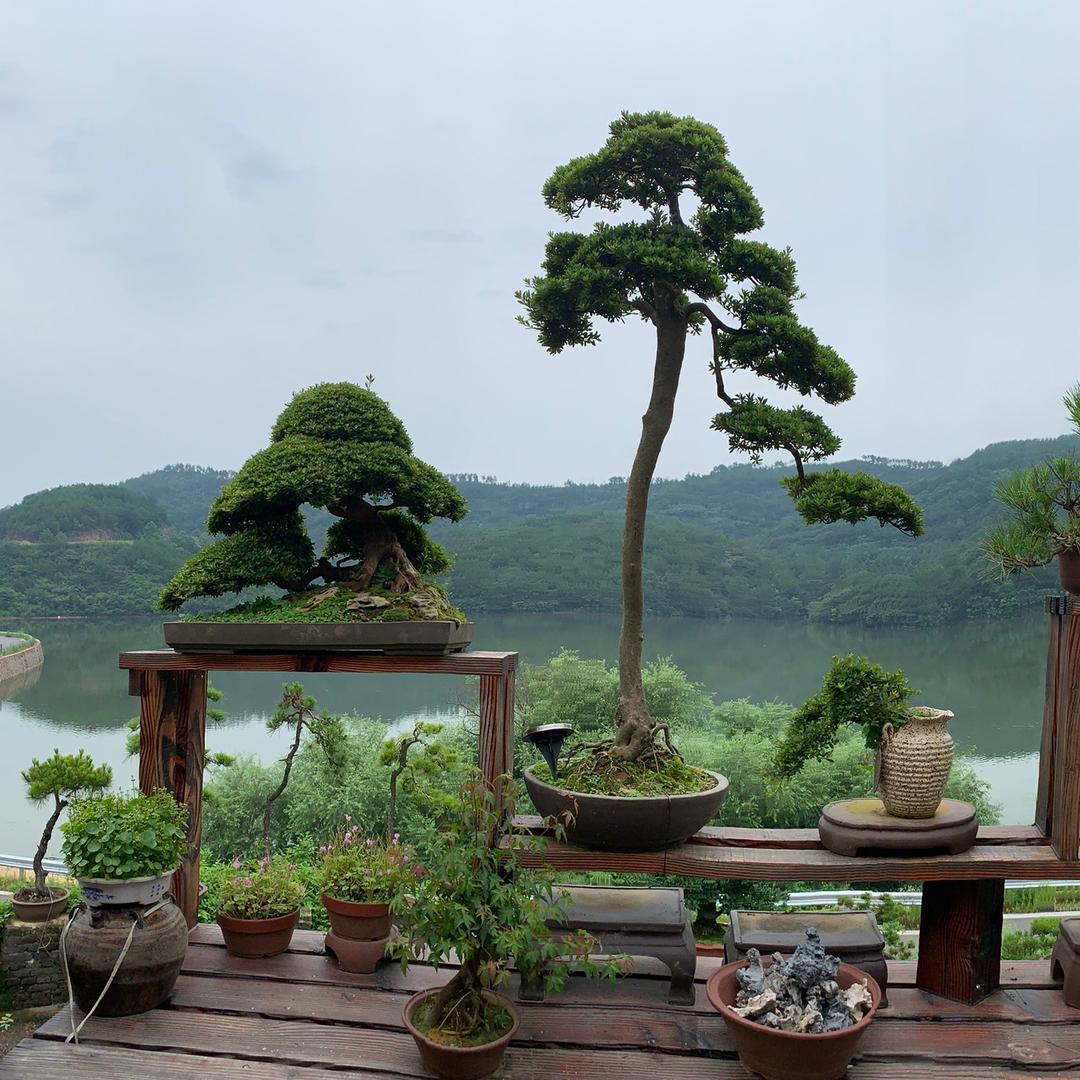 小米盆景