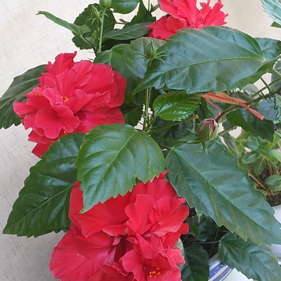 芙蓉大王
