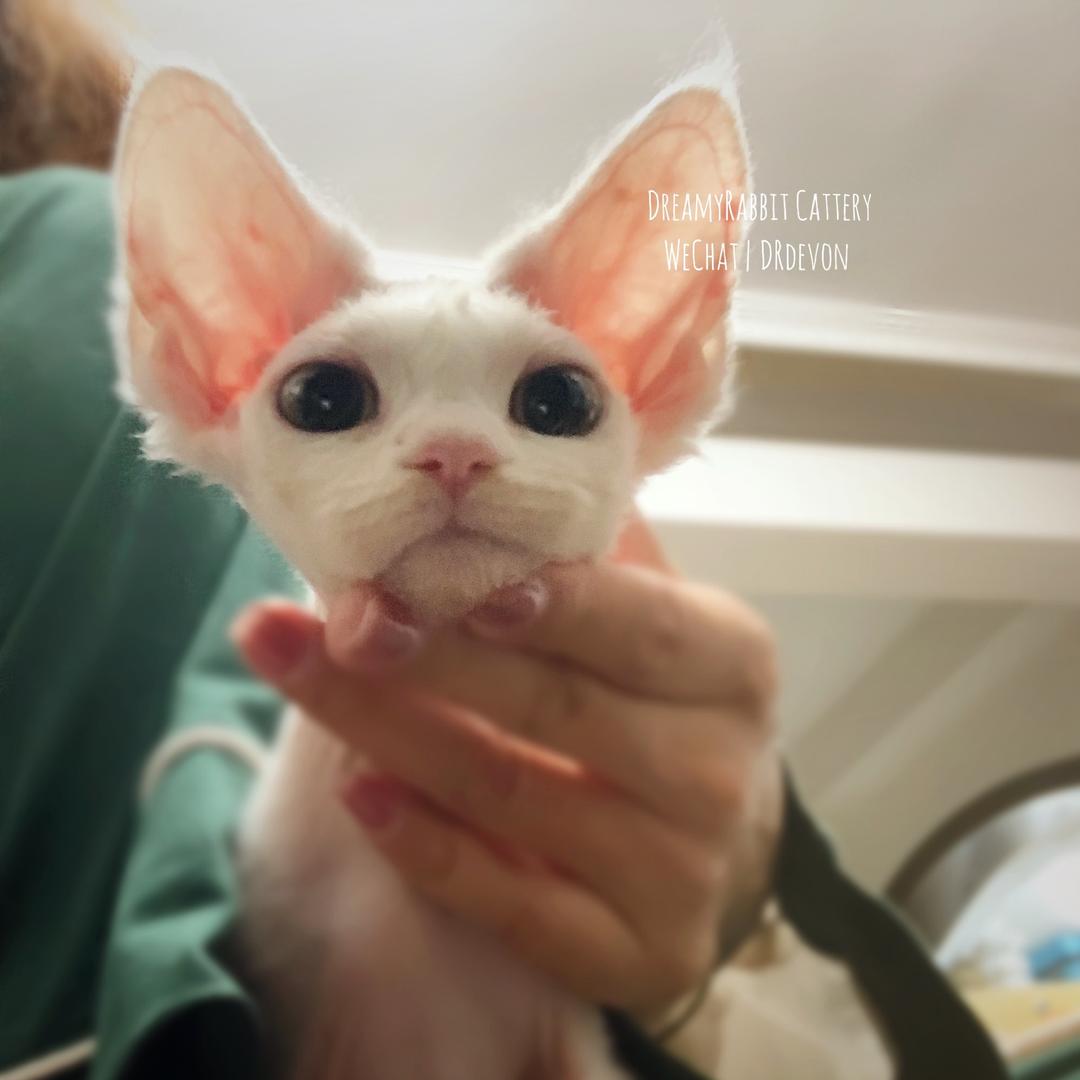 DreamyRabbit Cattery