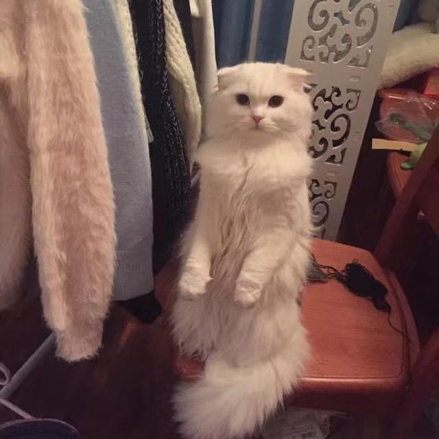 蛋蛋